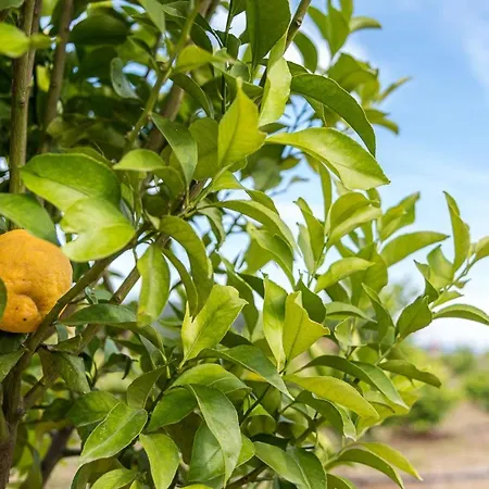 Guestready - Lemons' House *